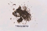 藏品(小葉多枝苔)的圖片